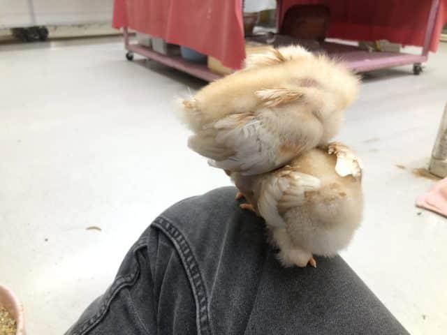 ボリスブラウン