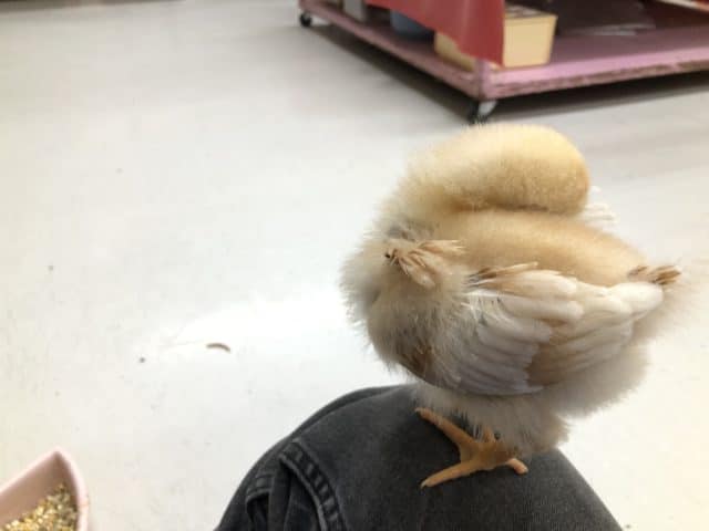 ボリスブラウン