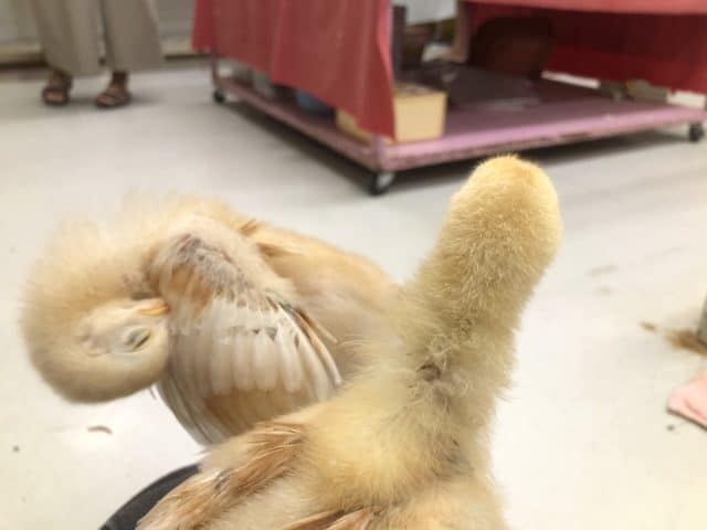 ボリスブラウン