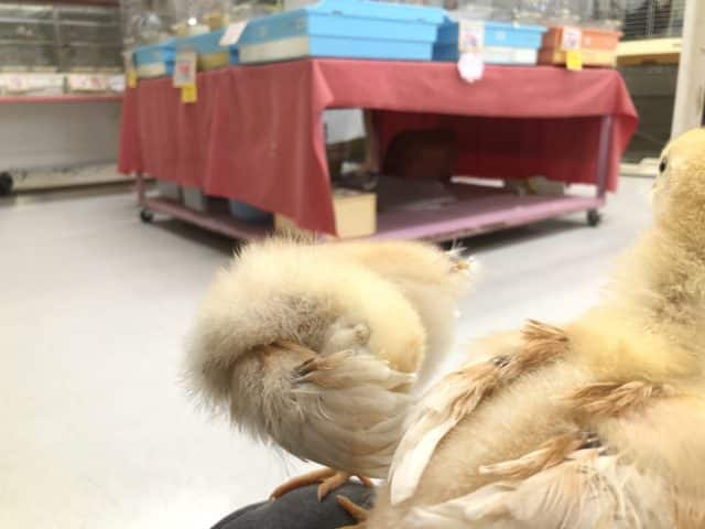 ボリスブラウン