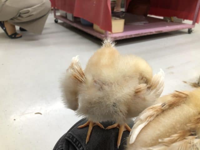 ボリスブラウン