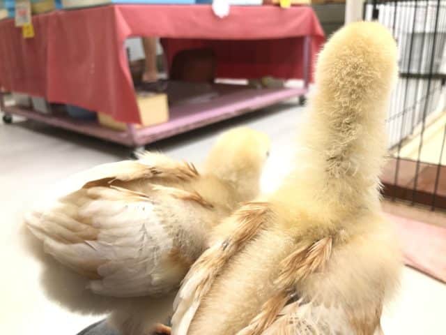 ボリスブラウン