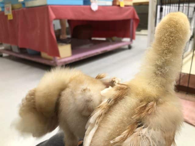 ボリスブラウン