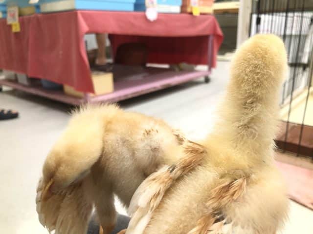 ボリスブラウン