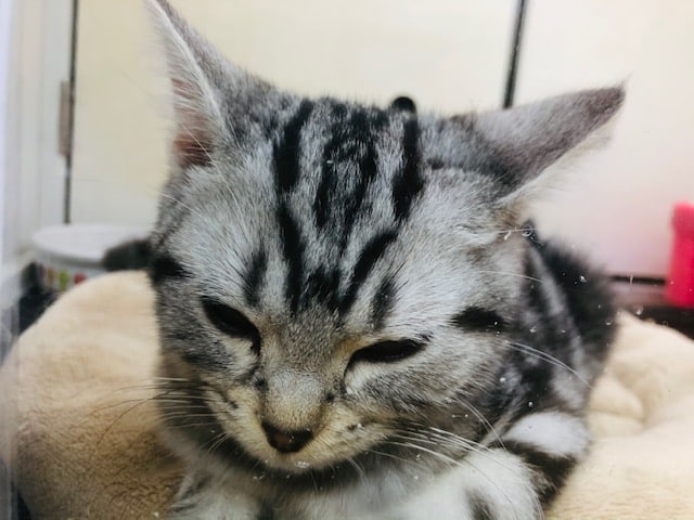 アメリカンショートヘア