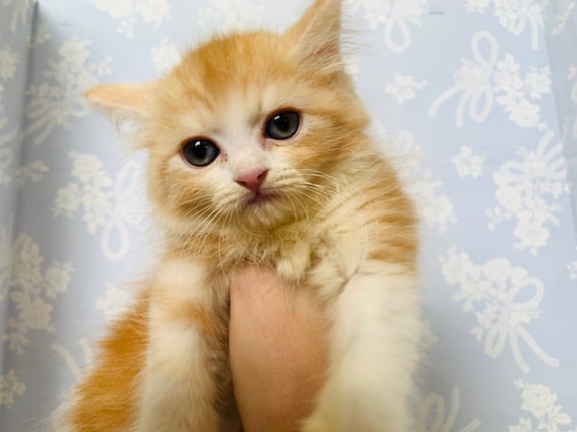 スコティッシュフォールド