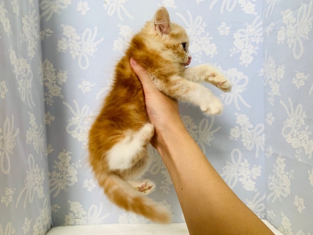 スコティッシュフォールド