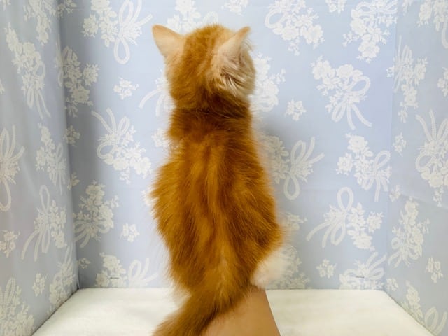 スコティッシュフォールド