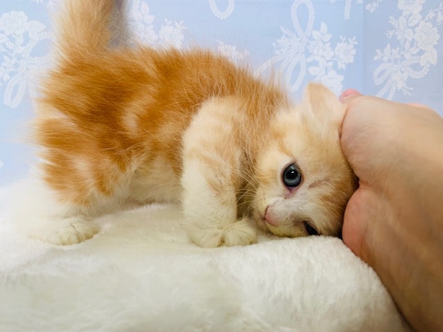 スコティッシュフォールド