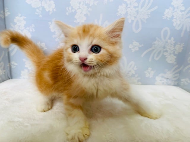 スコティッシュフォールド