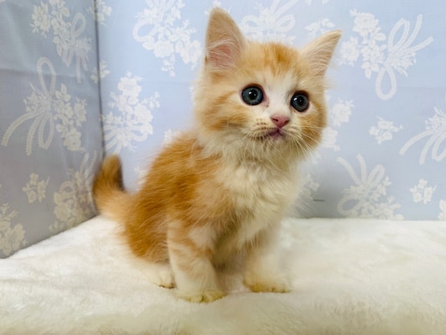 スコティッシュフォールド