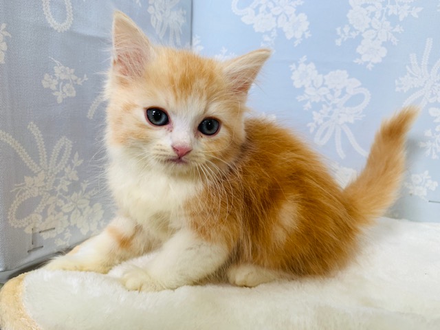 スコティッシュフォールド