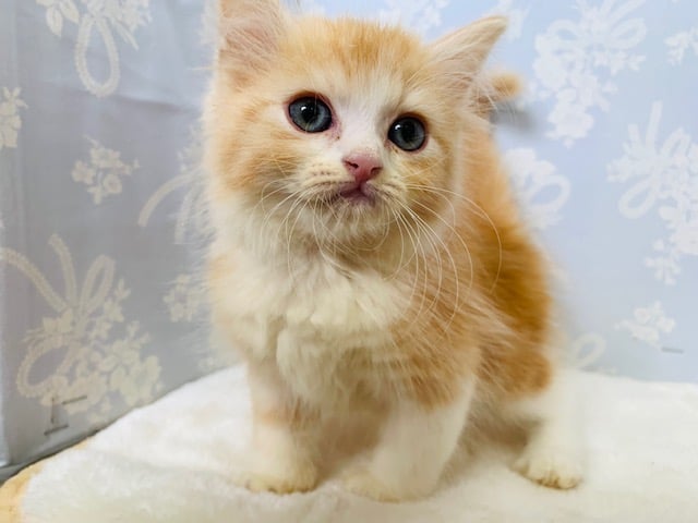 スコティッシュフォールド