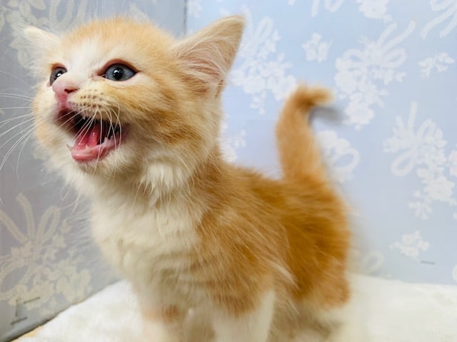 ゴロゴロ♡スリスリしてくれるスコティッシュフォールドくん☆ スコティッシュフォールド