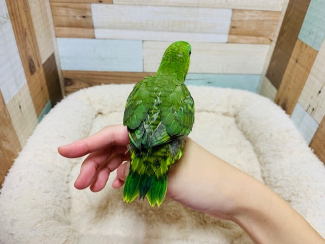 サザナミインコ