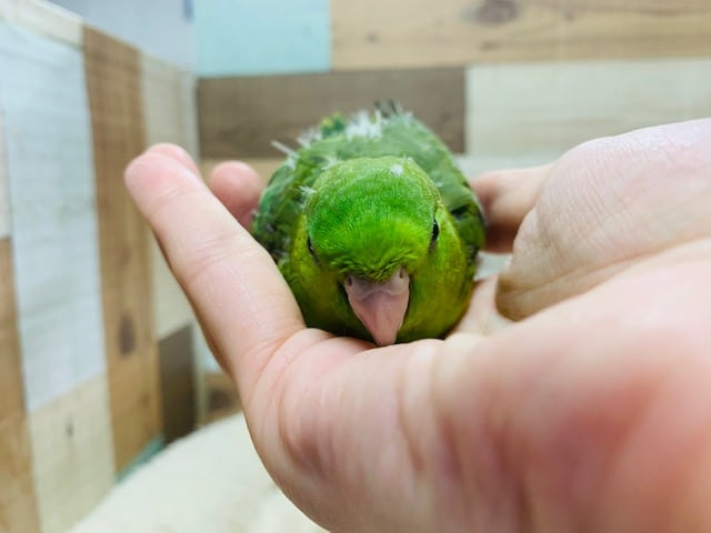 サザナミインコ