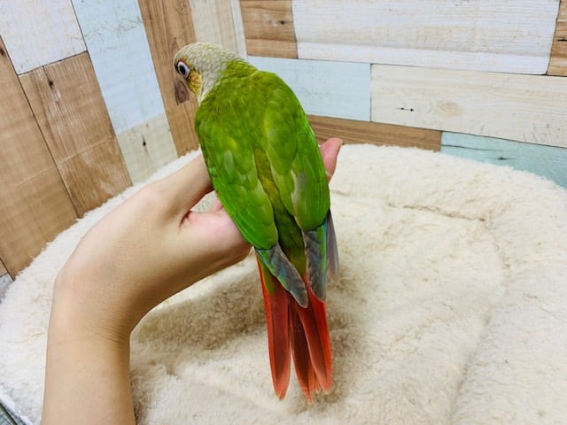 ホオミドリウロコインコ