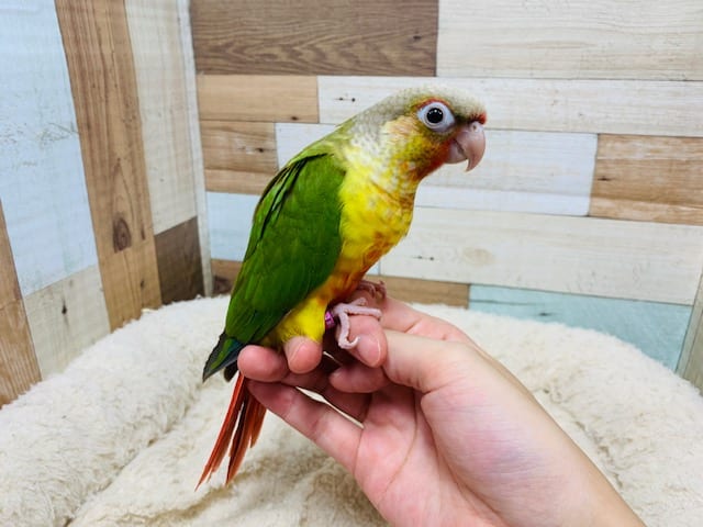 ホオミドリウロコインコ