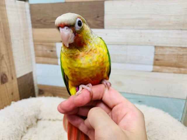 ホオミドリウロコインコ