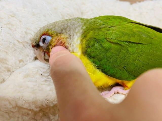 ホオミドリウロコインコ