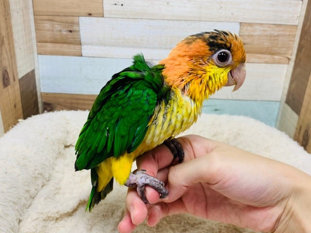 シロハラインコ