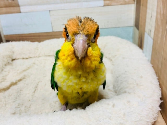 シロハラインコ