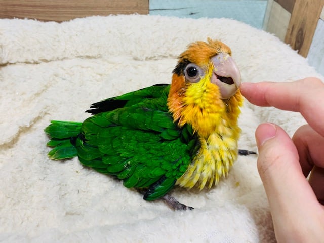 いつでも甘えんぼ♡シロハラインコさん♪ シロハラインコ