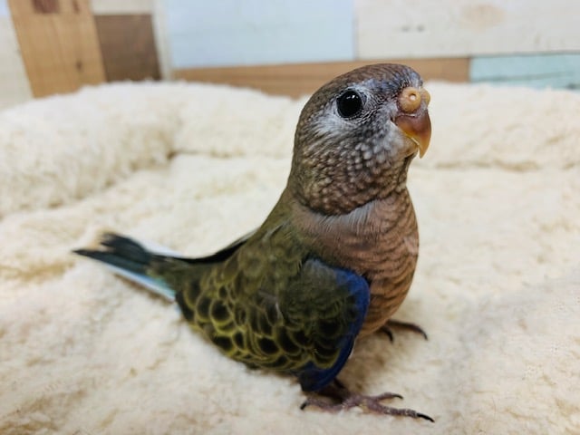 アキクサインコ（秋草インコ）
