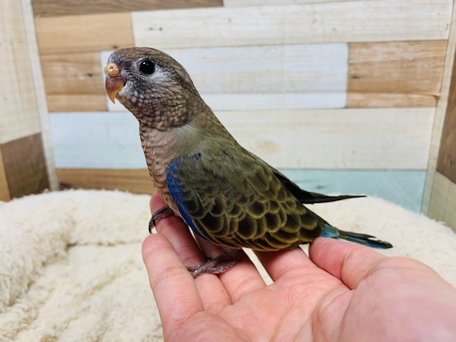 アキクサインコ（秋草インコ）