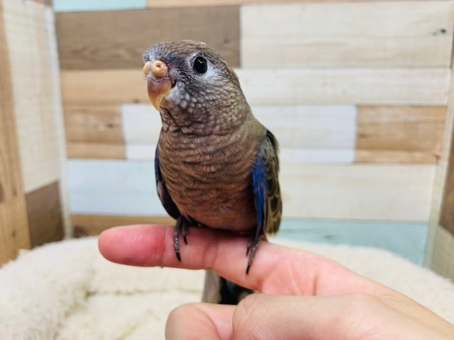 アキクサインコ（秋草インコ）