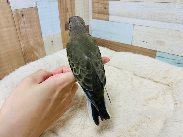 アキクサインコ（秋草インコ）