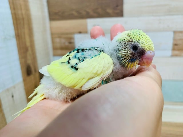 セキセイインコ