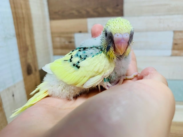 セキセイインコ