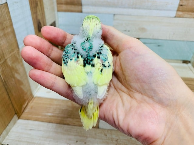 セキセイインコ