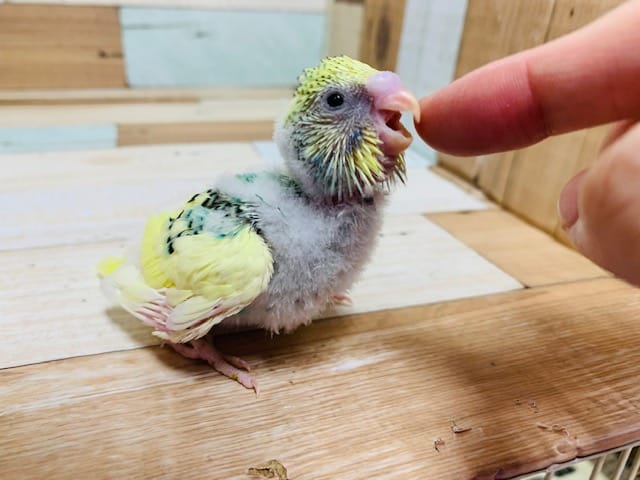 セキセイインコ