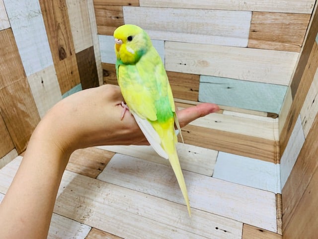 セキセイインコ