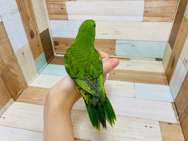 サザナミインコ