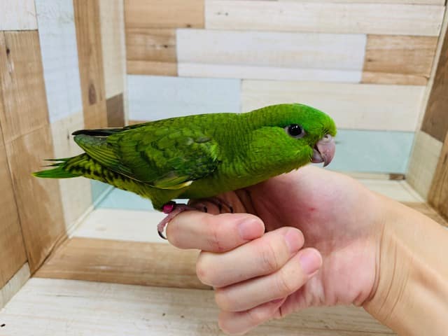 サザナミインコ