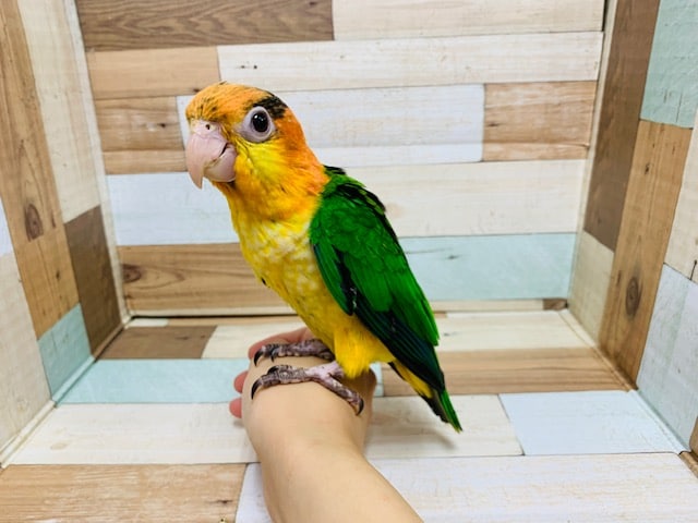 シロハラインコ