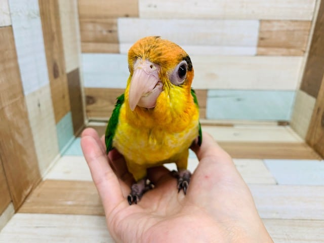シロハラインコ