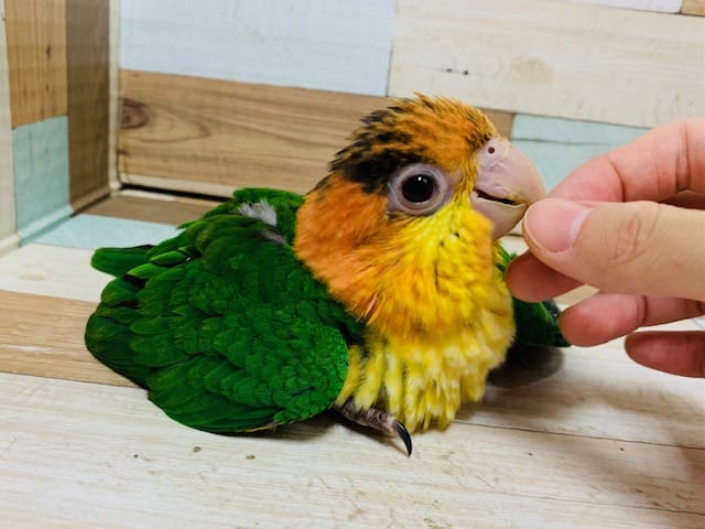 シロハラインコ