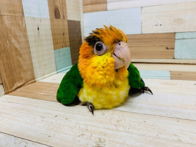 いつでも甘えんぼ♡シロハラインコさん♪ シロハラインコ