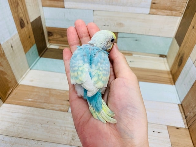 セキセイインコ