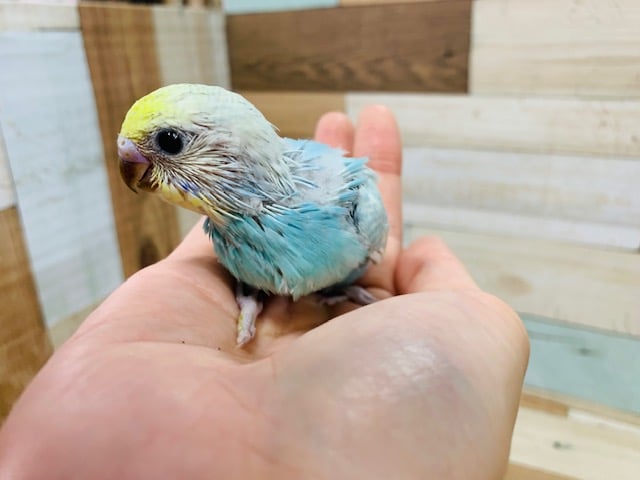 セキセイインコ