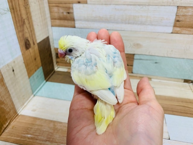 セキセイインコ