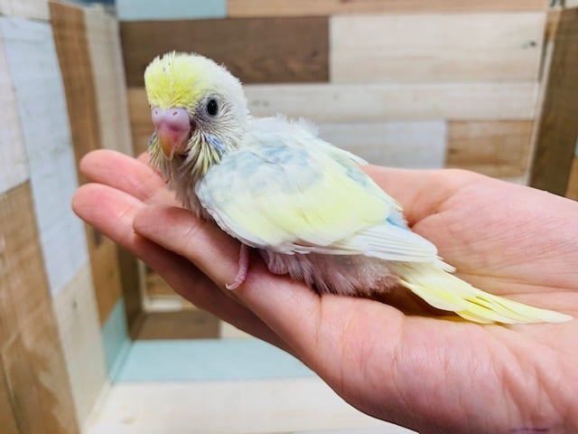 セキセイインコ