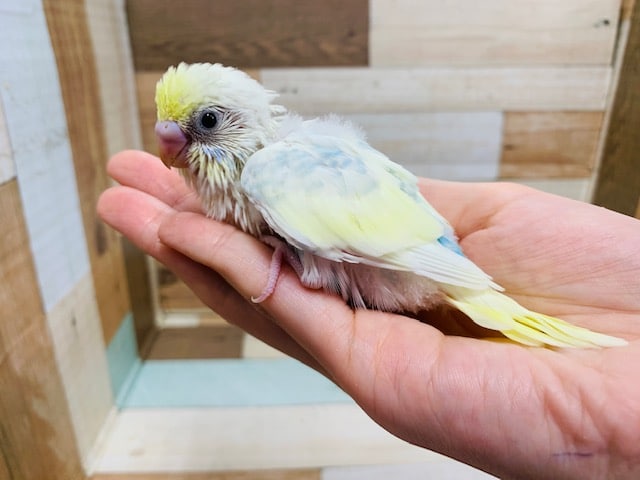 食欲旺盛☆白多めでキレイなセキセイインコ(パステルレインボーパイド)さん!! セキセイインコ