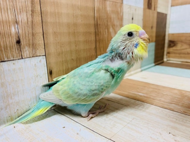 他のコの下に潜り込みます!セキセイインコ(パステルカラーレインボー)さん♪ セキセイインコ