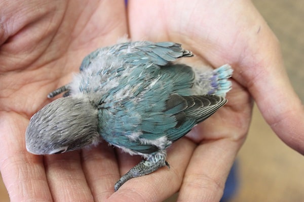 ブルーボタンインコ