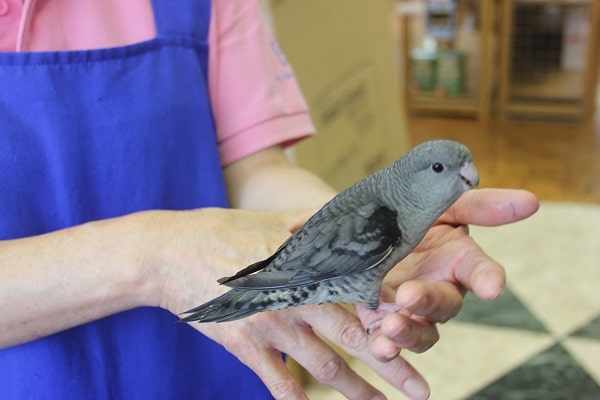 サザナミインコ